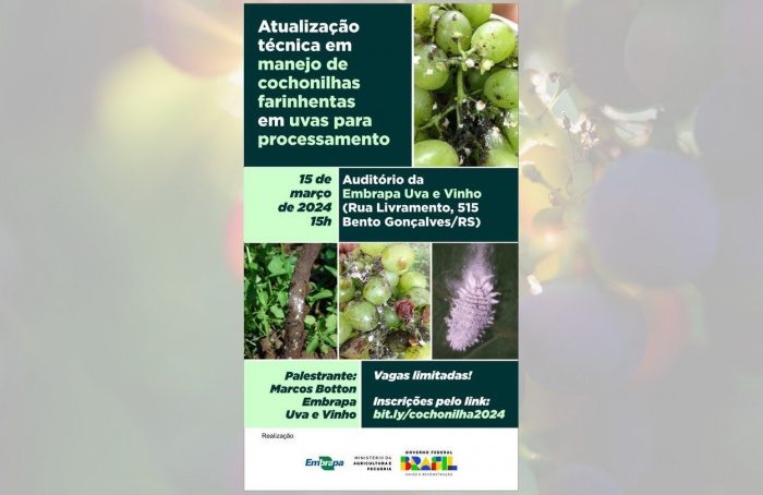 Mealybugs in grapes will be addressed in a Seminar at Embrapa Grape and Wine