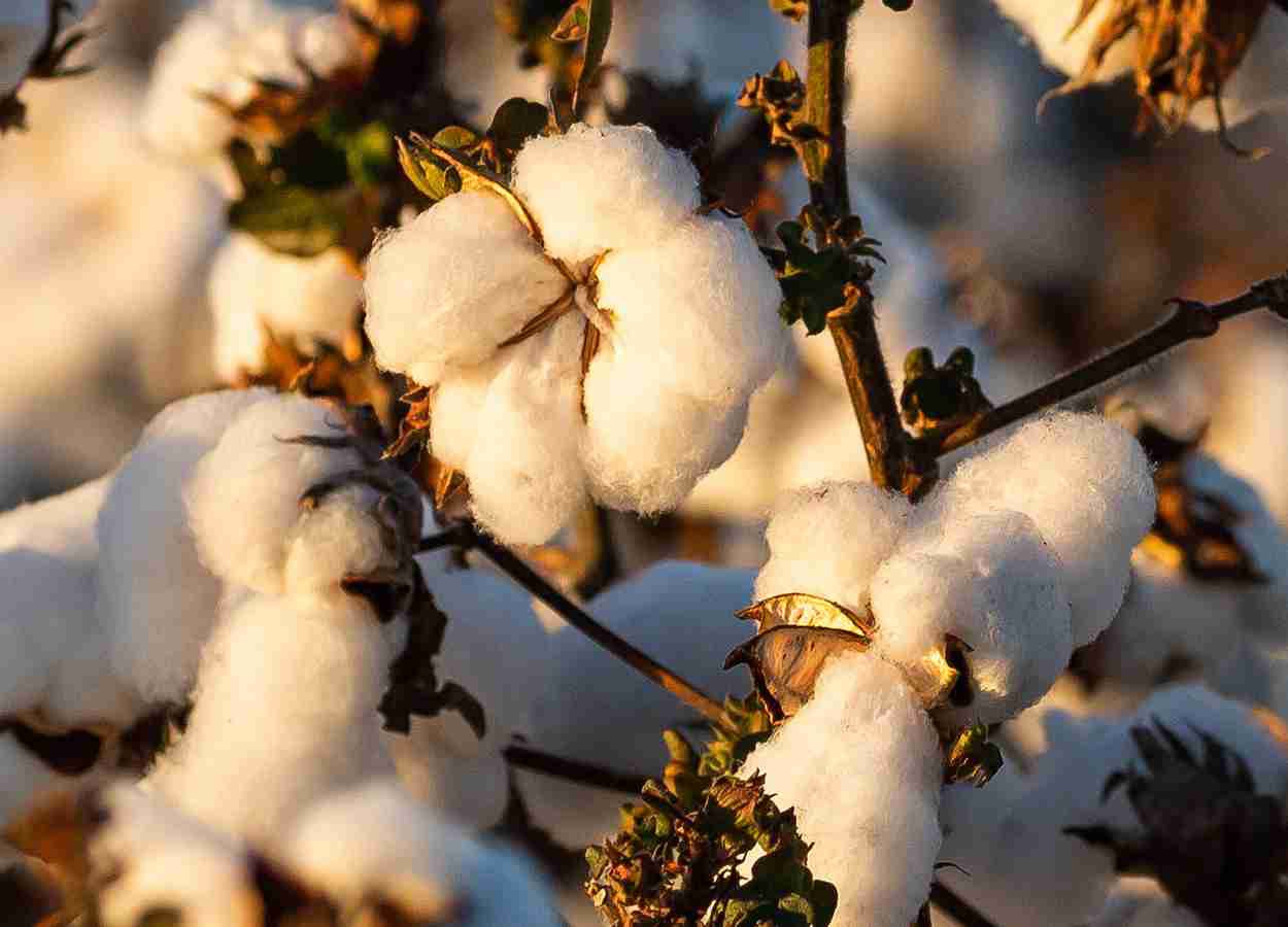 Congresso de Algodão 2026 divulga programação