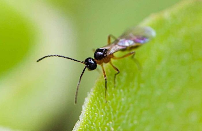 Nitrogênio reduz gutação do trigo e prejudica parasitoide