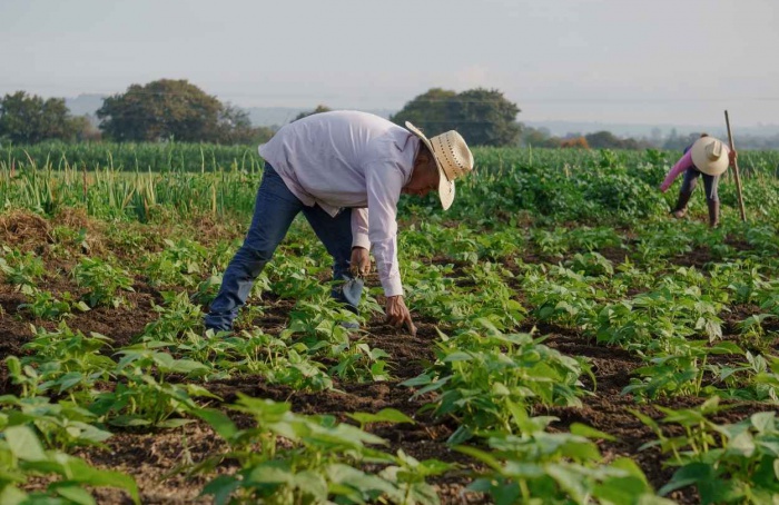 Agro perde empregos no Brasil, mas avança em São Paulo