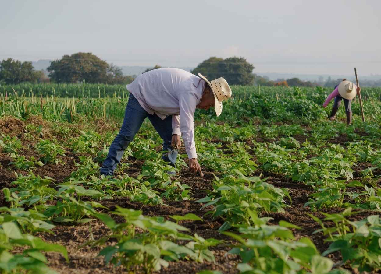 Agro perde empregos no Brasil, mas avança em São Paulo
