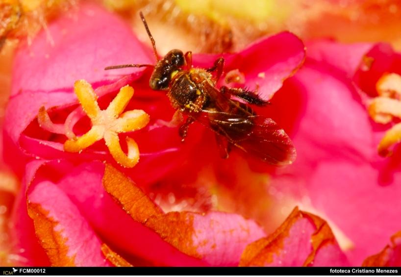Consórcio realiza sequenciamento genético de abelha sem ferrão nativa