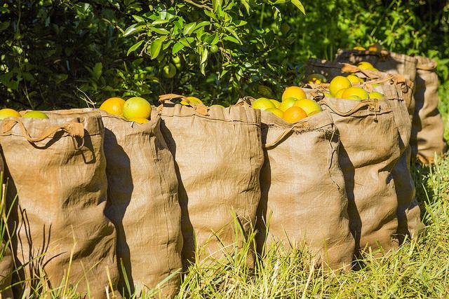 Menor ritmo de colheita e controle da oferta sustentam preços do citros