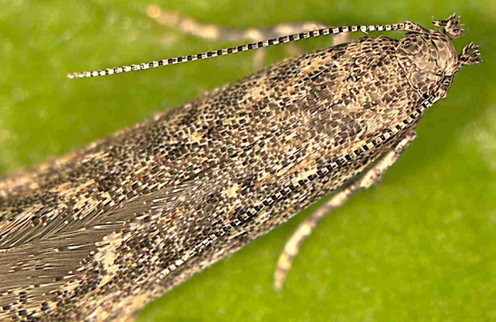 Umidade do solo afeta desenvolvimento de Phthorimaea absoluta