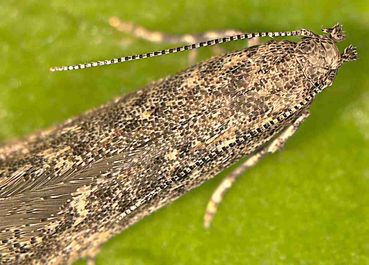 Umidade do solo afeta desenvolvimento de Phthorimaea absoluta