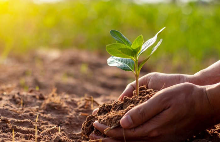 Congresso Brasileiro de Fisiologia Vegetal deve reunir 700 participantes em Viçosa (MG)