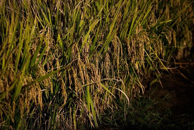 Safra 2020/2021 de arroz chega ao fim com produtividade recorde no RS