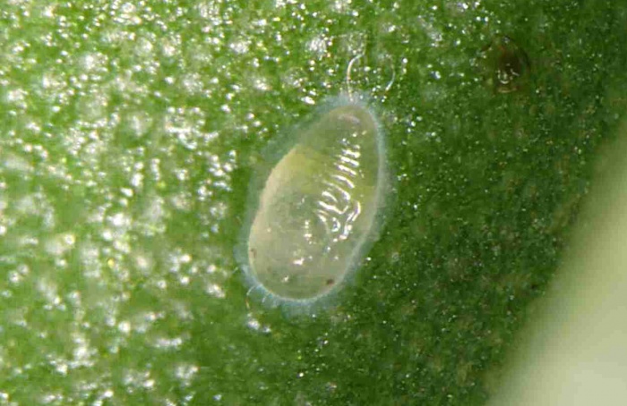 Alta temperatura impacta no controle biológico da mosca-branca