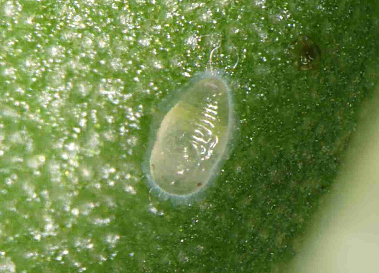 Pesquisa identifica respostas térmicas distintas entre Bemisia tabaci e parasitoides