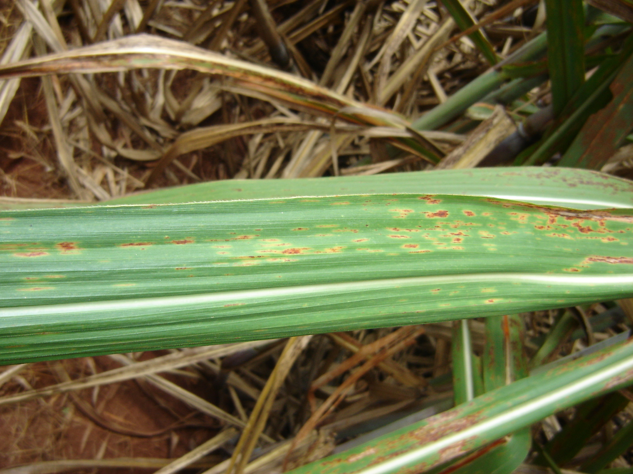 Figura1. Sintomas de ferrugem alaranjada em cana-de-açúcar causada pelo fungo Puccinia kuehnii