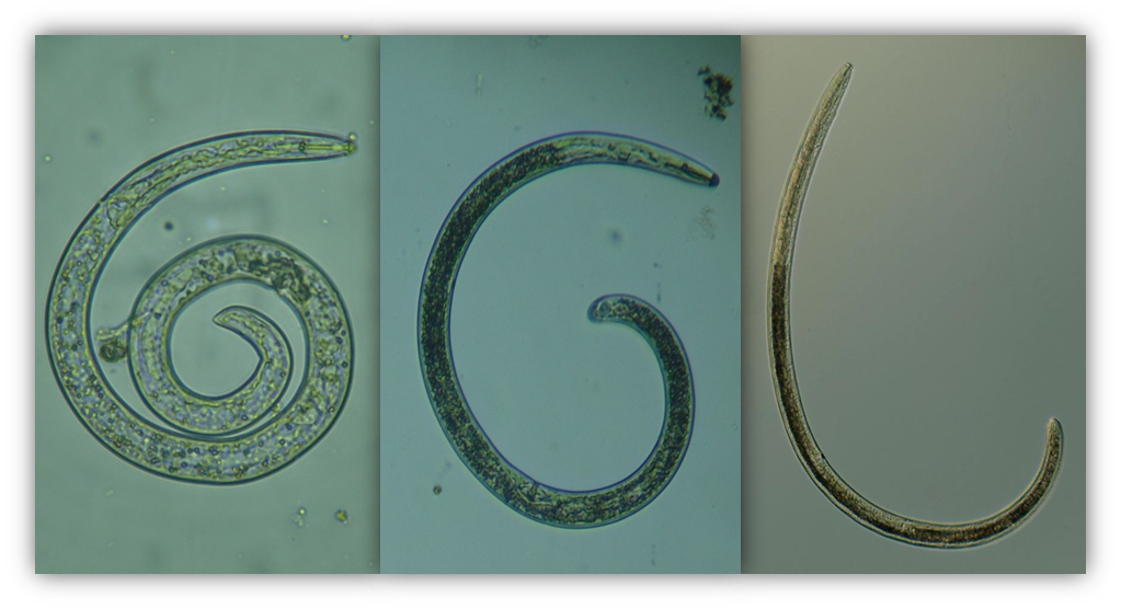 Figura 1 – Helicotylenchus dihystera, Scutellonema brachyurus e Tubixaba tuxaua. Fotos: Priscila Moreira Amaro.