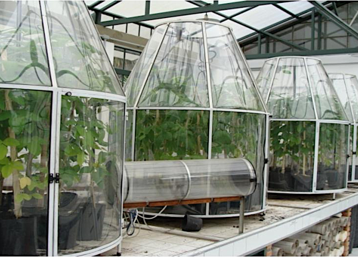Experimento com plantas de soja sob alto CO2 e alta temperatura - foto: Lafieco / IB-USP