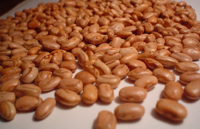 Congresso Nacional de Pesquisa do Feijão ocorrerá em maio