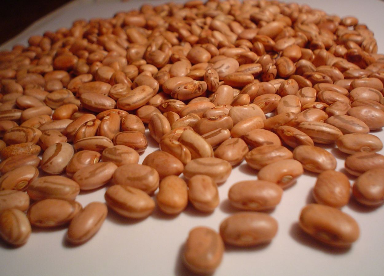 Congresso Nacional de Pesquisa do Feijão ocorrerá em maio