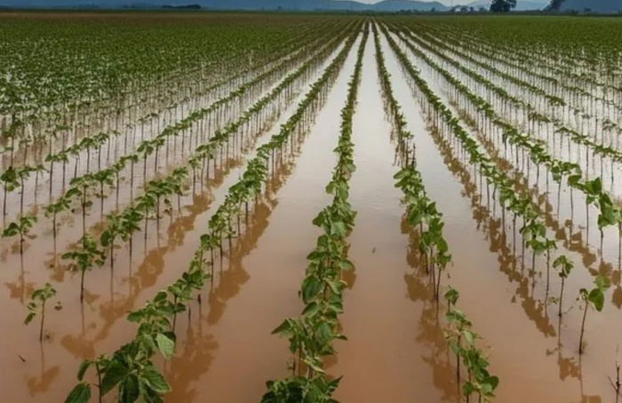 Enchentes causam perdas parciais de produção agrícola e infraestrutura no Rio Grande do Sul