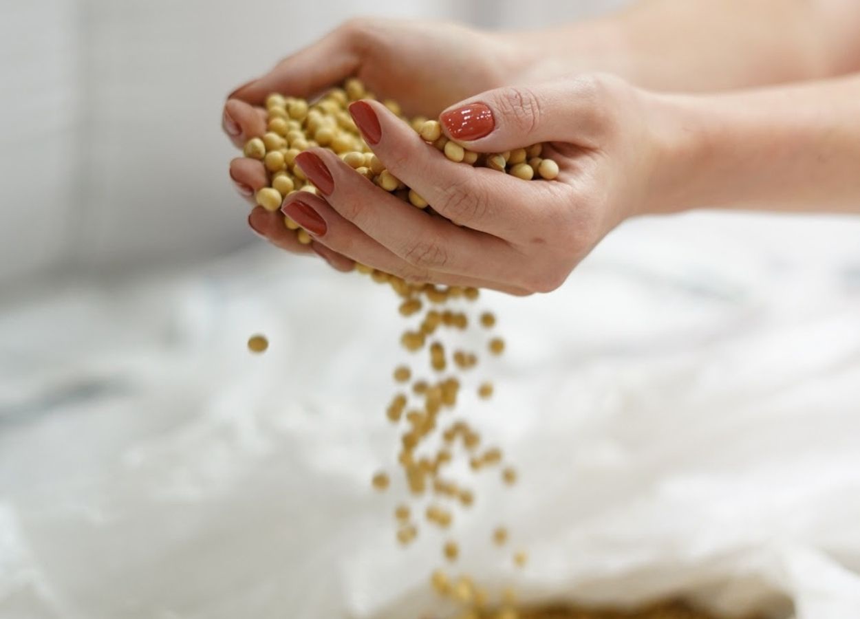 Modelo integra marcas, cooperados e estrutura logística nas culturas de soja, trigo, feijão e cevada