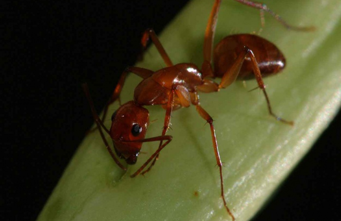 Microrganismos moldam sucesso evolutivo das formigas
