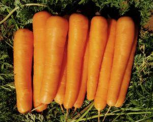 Melhoramento genético de cenouras traz mais produtividade e atende às exigências do consumidor