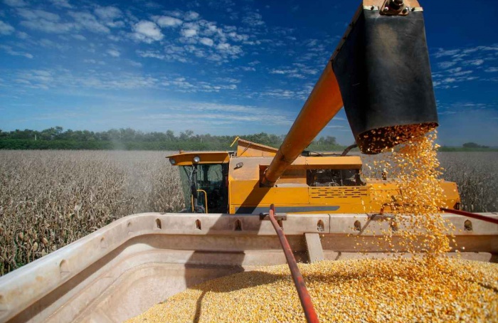 USDA surpreende mercado com oferta maior de milho nos EUA