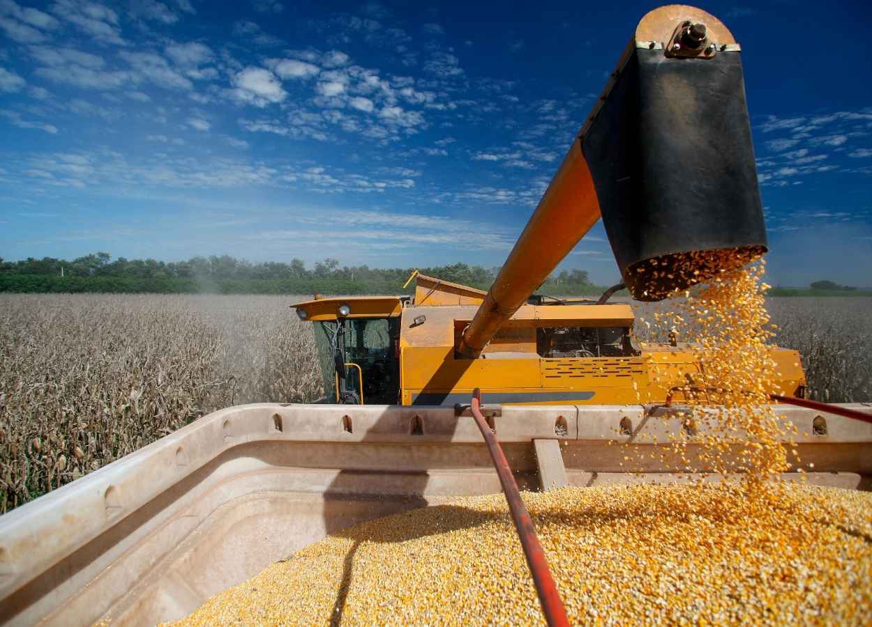 USDA surpreende mercado com oferta maior de milho nos EUA