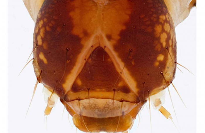 Spodoptera litura desenvolve alta resistência a tetraniliprole