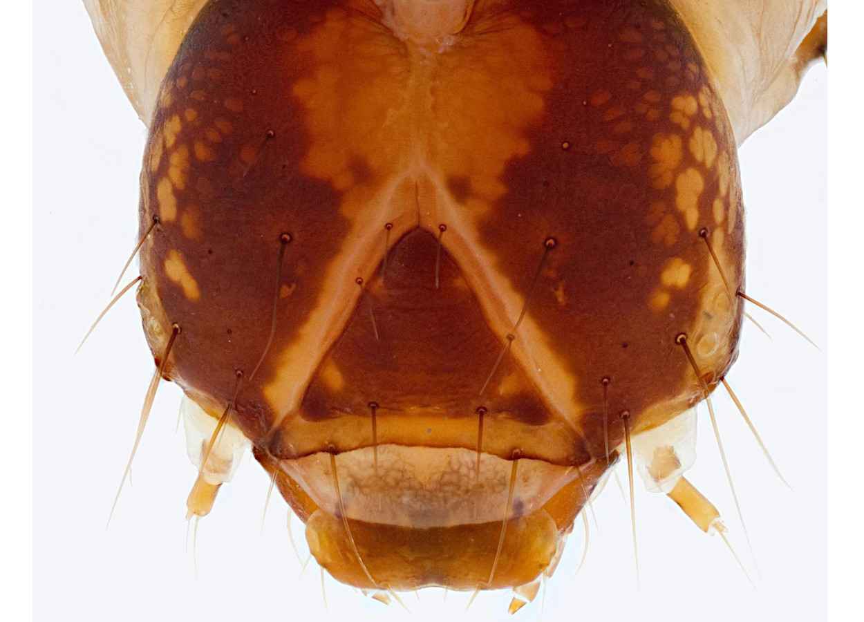 Spodoptera litura desenvolve alta resistência a tetraniliprole na China