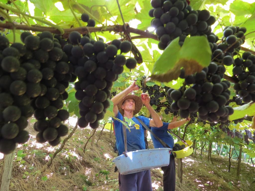 Clima adequado garante boa qualidade e produtividade de uvas e excelente safra no RS