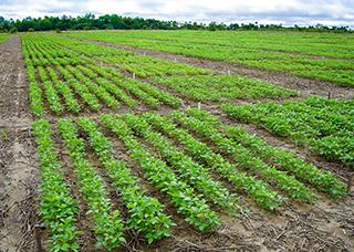 Tecnologias poupa-terra preservaram mais de 70 milhões de hectares em áreas plantadas com soja no Brasil