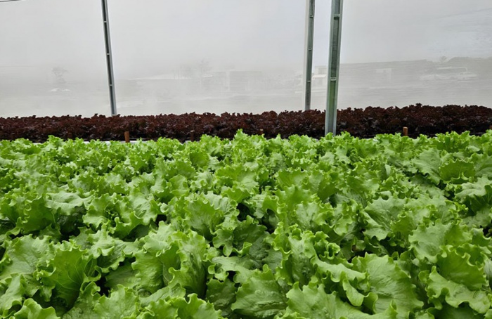 Sistema aumenta eficiência no uso da água na irrigação