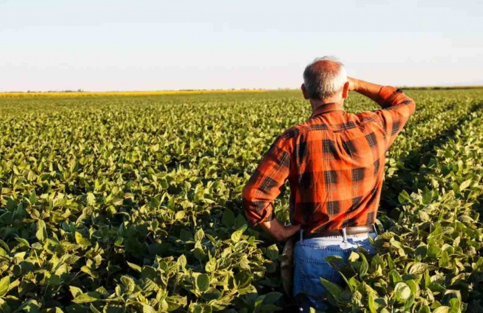Inadimplência rural chega a 7,9% no 1º trimestre de 2025