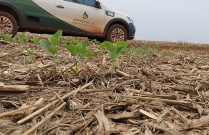 Semeadura da soja atinge 3,3% da área estimada em Mato Grosso do Sul