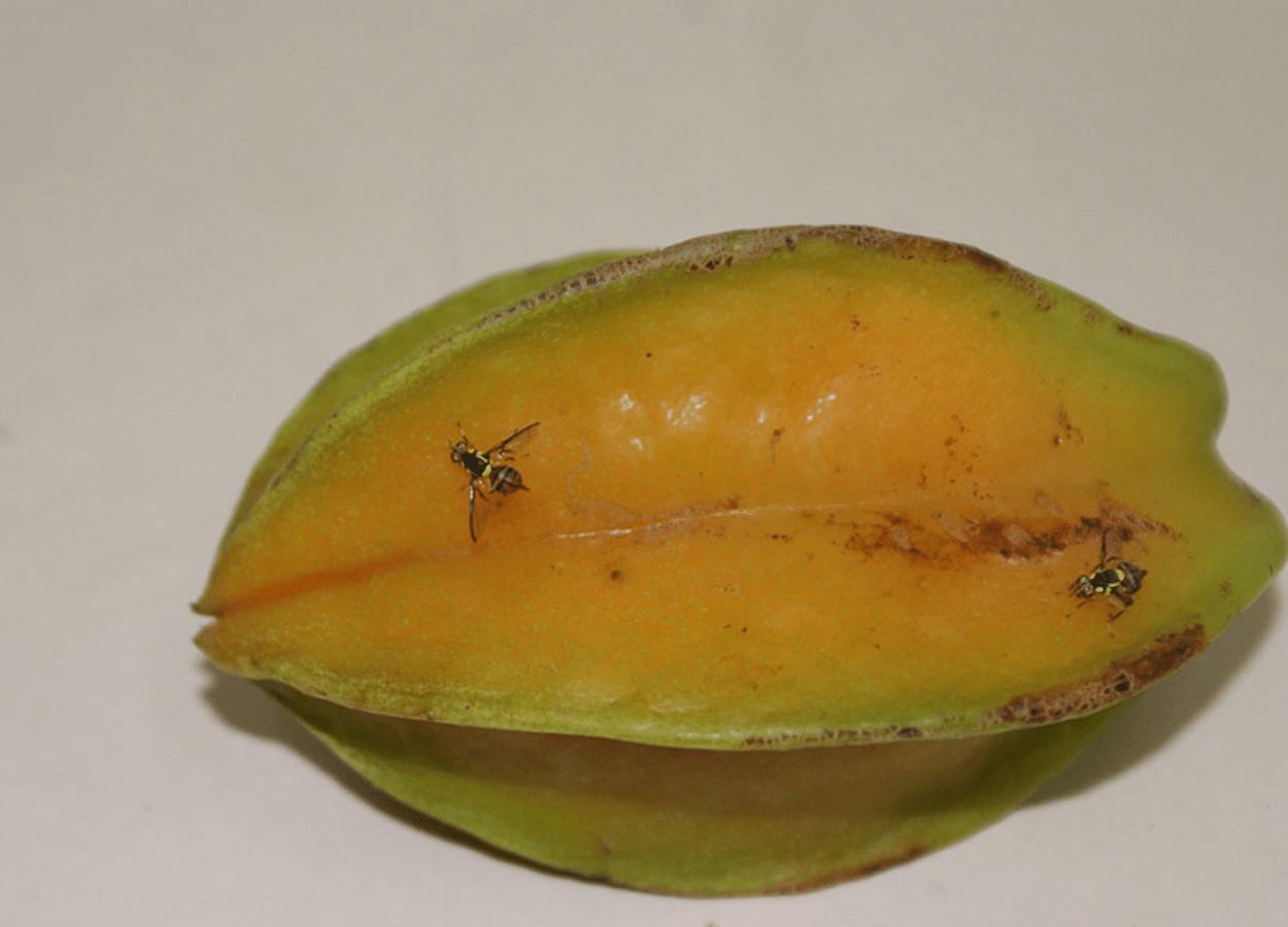 Bioinseticida contra moscas-das-frutas é desenvolvido pela Embrapa