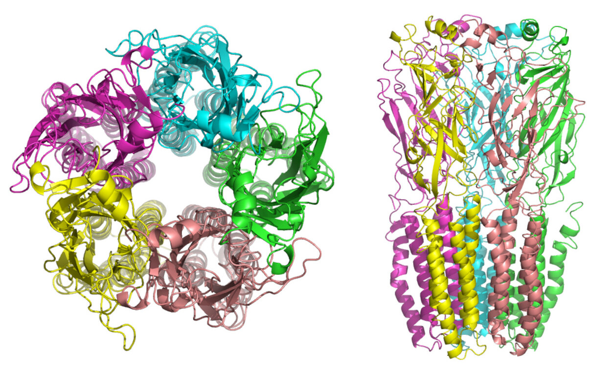 Receptor nicotínico de acetilcolina