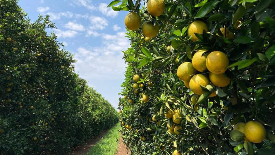 Foto: Carlos Ronquim