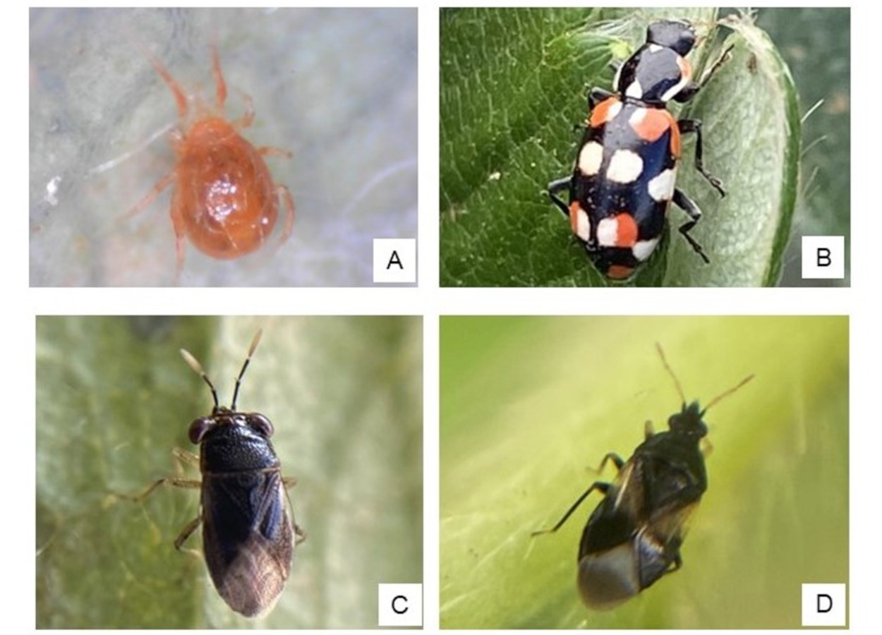 Exemplos de organismos benéficos que auxiliam no controle biológico de pragas do morangueiro: ácaro predador fitoseídeo (A), joaninha (B), percevejo predador <i>Geocoris</i> (C), percevejo predador <i>Orius</i> (D)