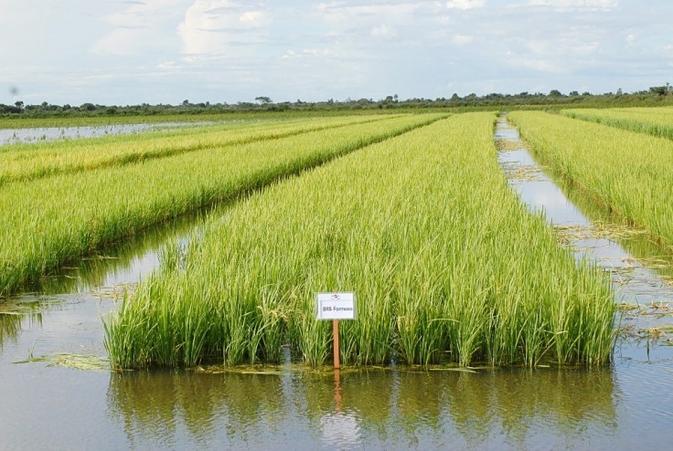 Instituições realizam diagnóstico para conhecer as demandas e implantar programa de produção do arroz