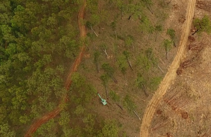 Estudo revela falhas nas leis ambientais da Austrália para conter desmatamento