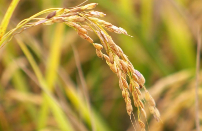 Contra importações, entidades catarinenses pedem valorização do arroz nacional
