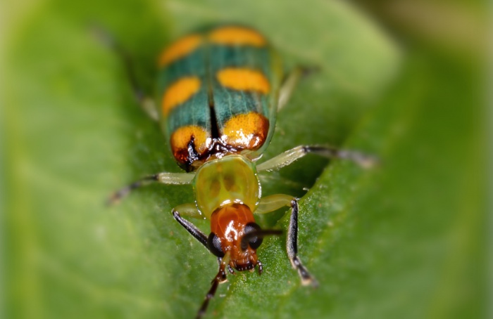 Controle de Diabrotica speciosa