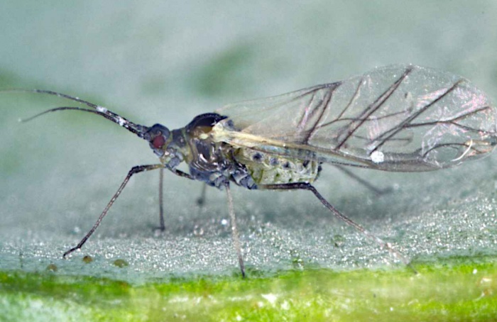 Bioinseticidas exigem aplicação precisa para preservar inimigos naturais