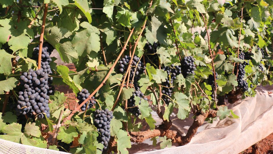 Foto: Erasmo Pereira