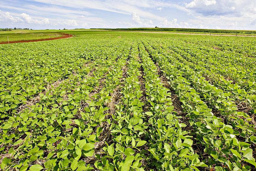 Publicação mostra potencial de aumento da produção da soja brasileira