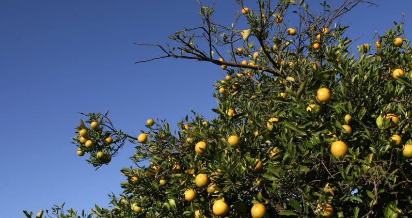 ​Confirmando tendência de queda, CVC afeta apenas 2,89% dos pés de laranja de SP e MG