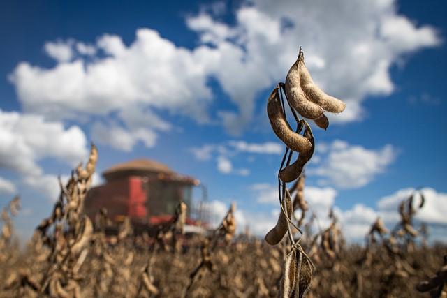 Método para monitorar colheita de soja evita desperdício bilionário no Paraná