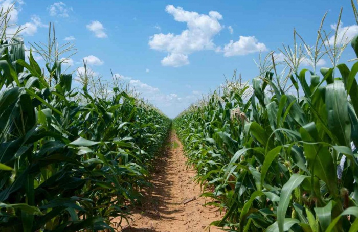 Genética e manejo certos impulsionam a produtividade do milho