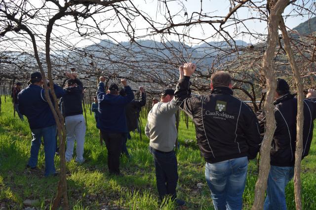 Embrapa orienta produtores sobre manejo de poda de uva em Flores da Cunha