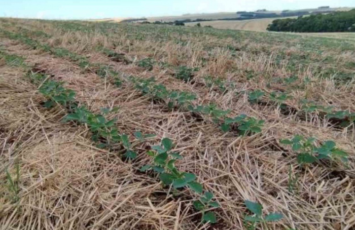 RS Safra 2025/26: semeadura da soja avança pelo estado