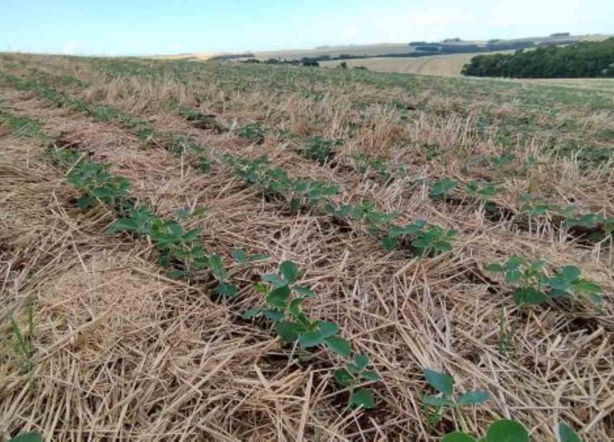 RS Safra 2025/26: semeadura da soja avança pelo estado