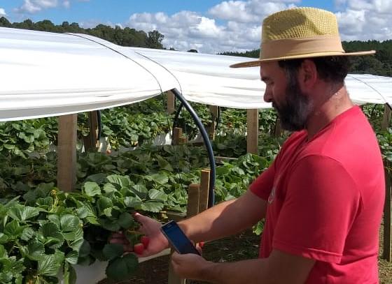 Tecnologia desenvolvida por startup do agro auxilia na produção de morangos