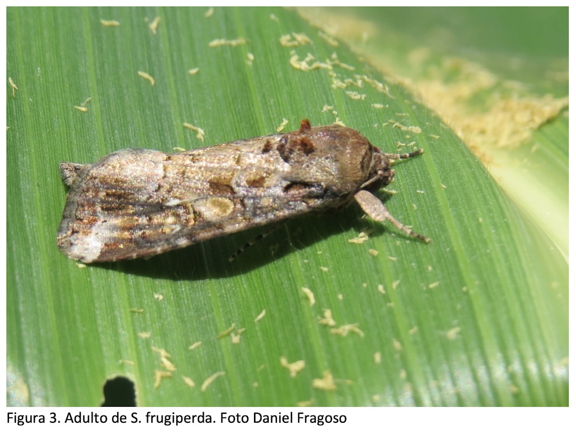 Manejo De Spodoptera Frugiperda: Lagarta De Cardápio Variado! | Revista ...